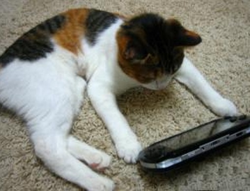 Top 10 Nerdy Sony PlayStation Cats