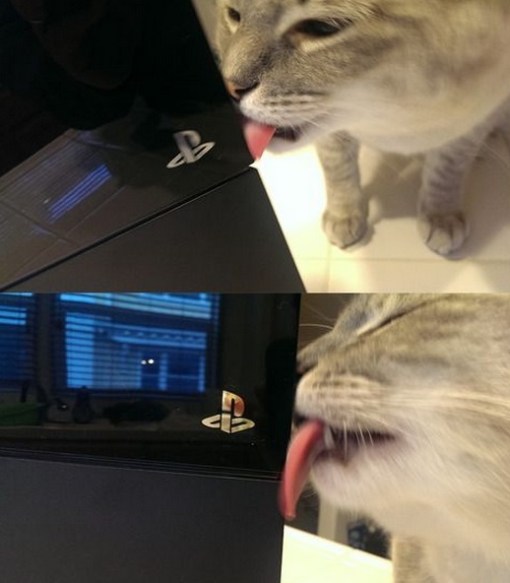 Top 10 Nerdy Sony PlayStation Cats