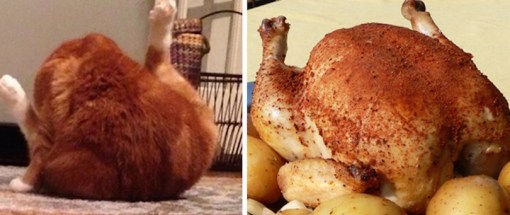 Top 10 Cats That Look Like Inanimate Objects