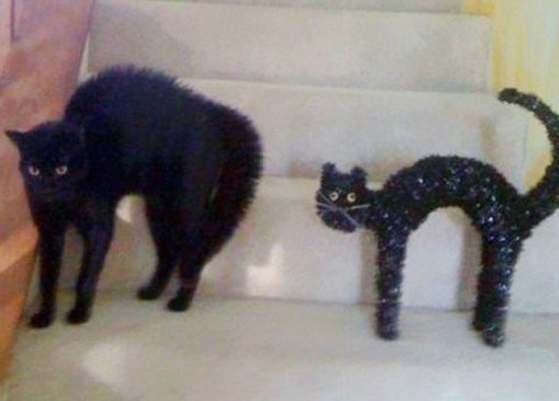 Top 10 Cats That Look Like Inanimate Objects