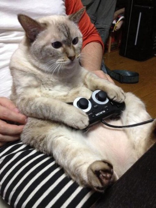 Top 10 Nerdy Sony PlayStation Cats