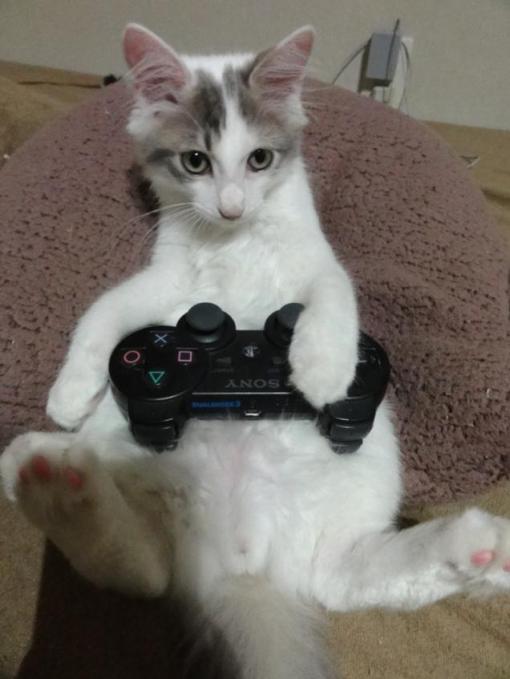 Top 10 Nerdy Sony PlayStation Cats