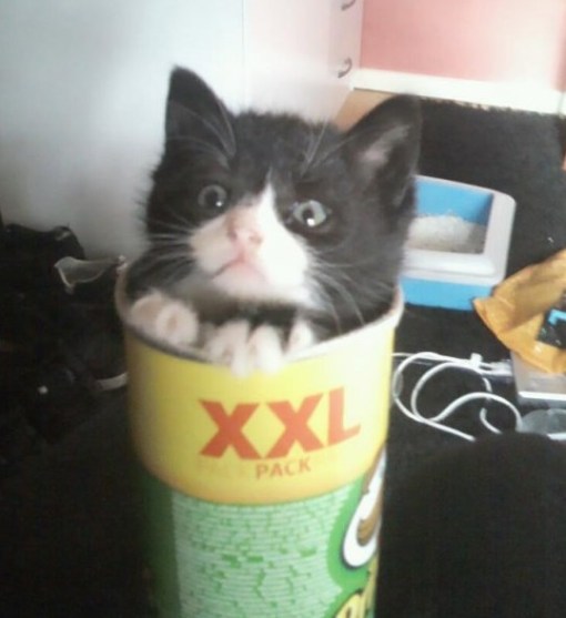 Top 10 Popping Cats In Pringles Tubes