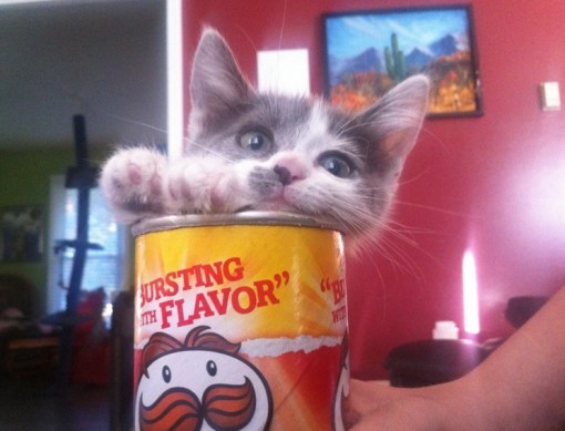 Top 10 Popping Cats In Pringles Tubes