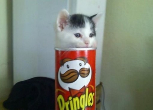 Top 10 Popping Cats In Pringles Tubes