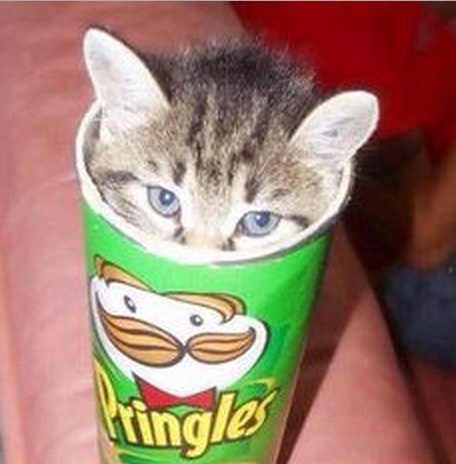 Top 10 Popping Cats In Pringles Tubes