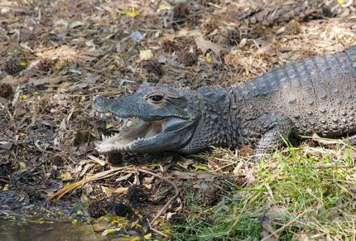 Top 10 Rare or Unusual Crocodiles and Alligators