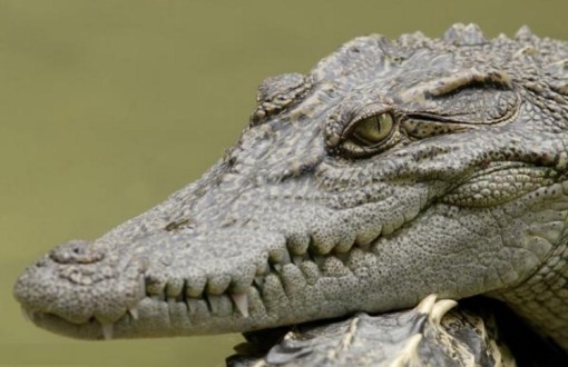 Top 10 Rare or Unusual Crocodiles and Alligators