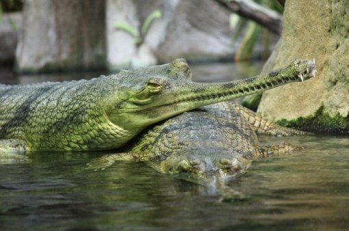 Top 10 Rare or Unusual Crocodiles and Alligators