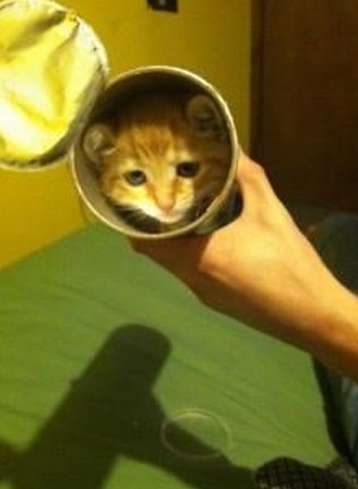 Top 10 Popping Cats In Pringles Tubes