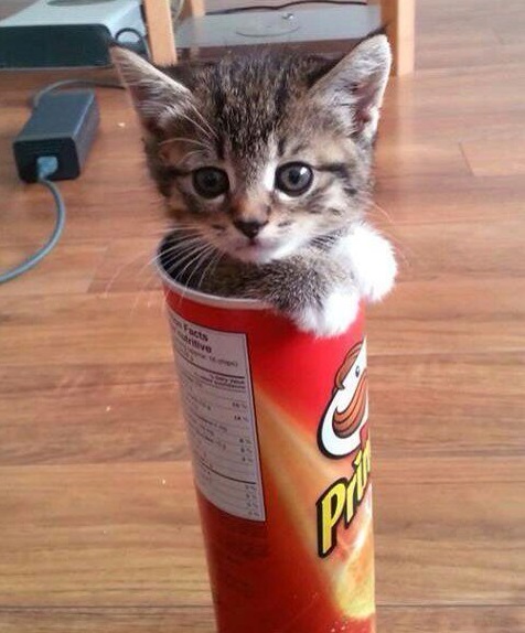 Top 10 Popping Cats In Pringles Tubes