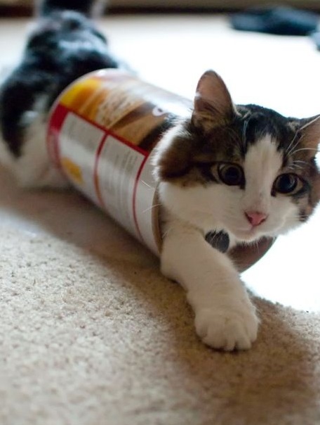 Top 10 Popping Cats In Pringles Tubes