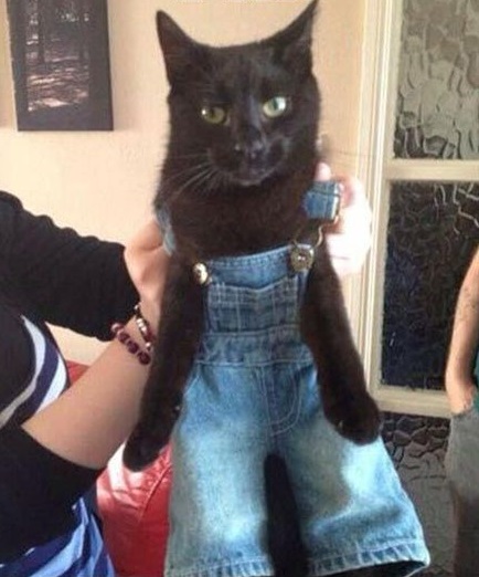 Top 10 Fashionable Cats Wearing Denim