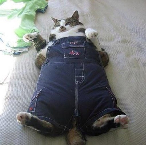 Top 10 Fashionable Cats Wearing Denim