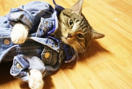 Top 10 Fashionable Cats Wearing Denim