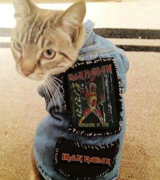 Top 10 Fashionable Cats Wearing Denim