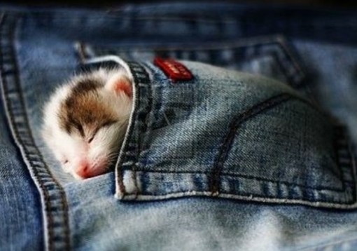 Top 10 Fashionable Cats Wearing Denim