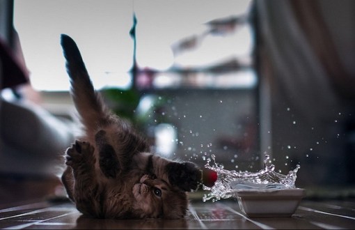 Top 10 Cats and Scary Splashes