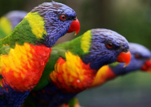 Top 10 Amazing Naturally Rainbow Coloured Animals