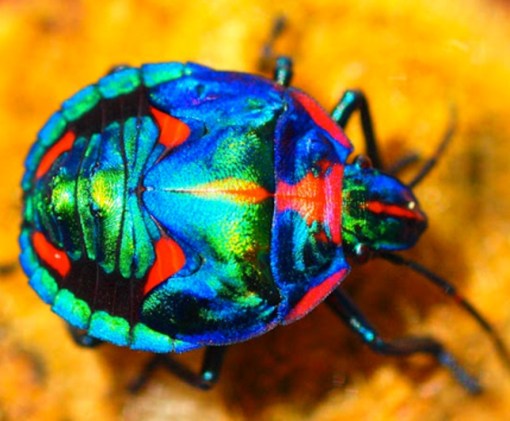 Top 10 Amazing Naturally Rainbow Coloured Animals