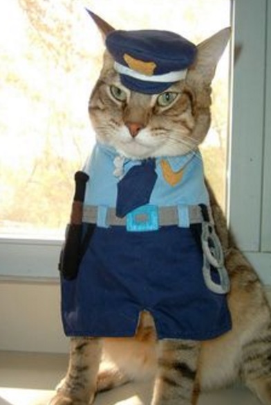 Top 10 Crime Fighting Police Cats