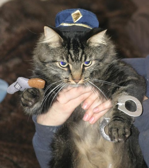 Top 10 Crime Fighting Police Cats