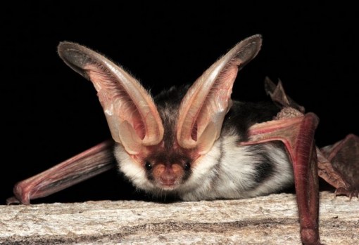 Top 10 Rare And Unusual Species of Bats