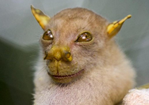 Top 10 Rare And Unusual Species of Bats