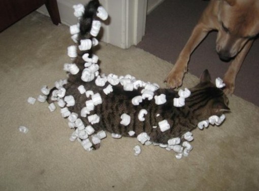 Top 10 Curious Cats Covered in Packing Peanuts