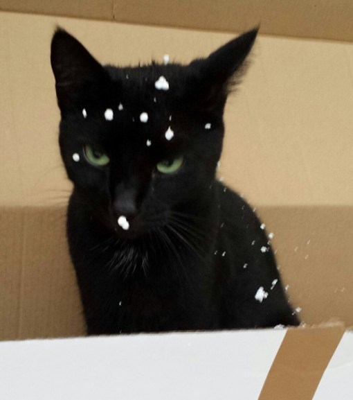 Top 10 Curious Cats Covered in Packing Peanuts