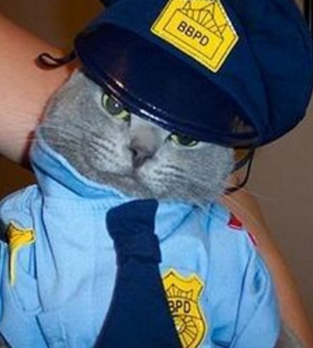 Top 10 Crime Fighting Police Cats