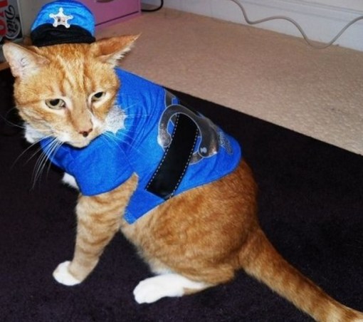 Top 10 Crime Fighting Police Cats