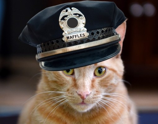 Top 10 Crime Fighting Police Cats