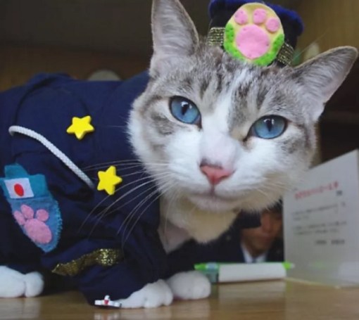 Top 10 Crime Fighting Police Cats