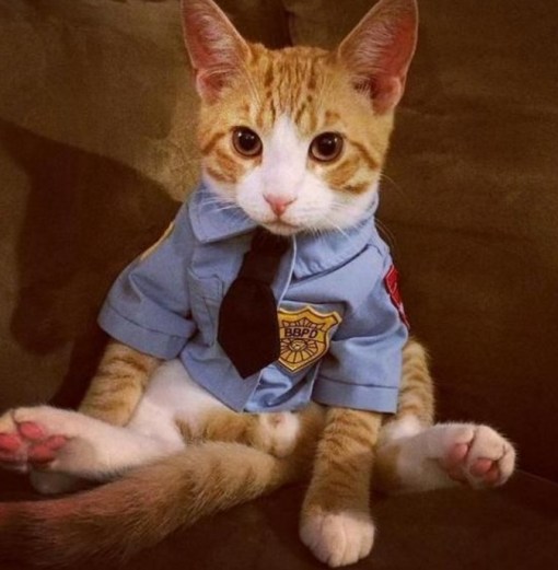 Top 10 Crime Fighting Police Cats