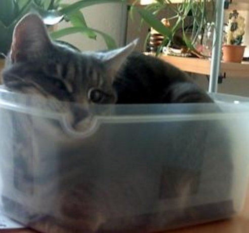 Cat in a Sandwich Box