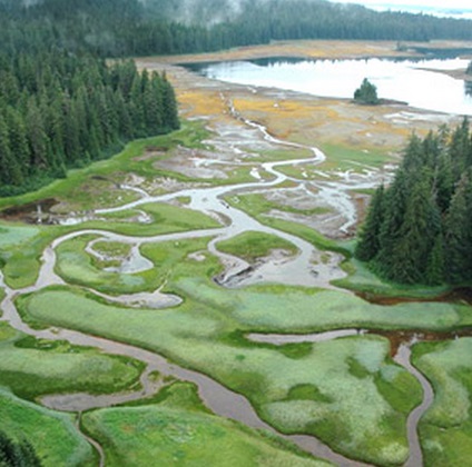 Southeast Alaska Salt Marsh