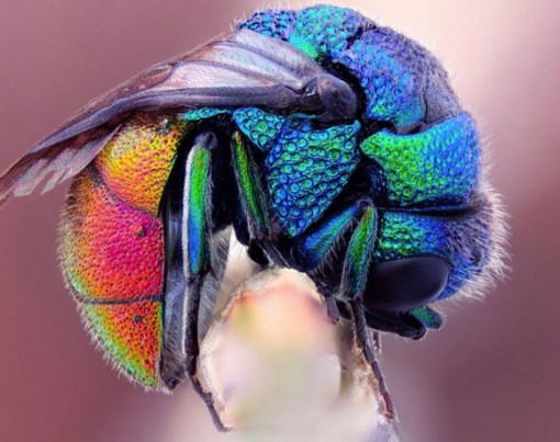 Top 10 Amazing Naturally Rainbow Coloured Animals