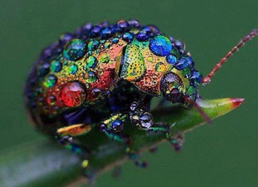 Top 10 Amazing Naturally Rainbow Coloured Animals