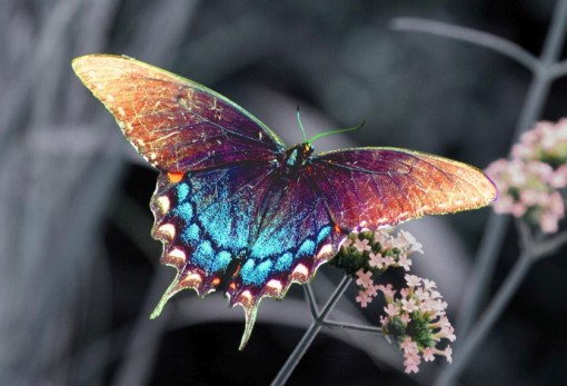 Top 10 Amazing Naturally Rainbow Coloured Animals