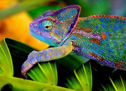 Top 10 Amazing Naturally Rainbow Coloured Animals