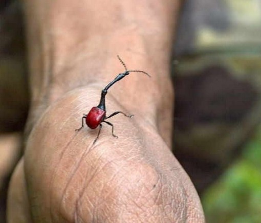 Top 10 Amazing and Unusual Beetles