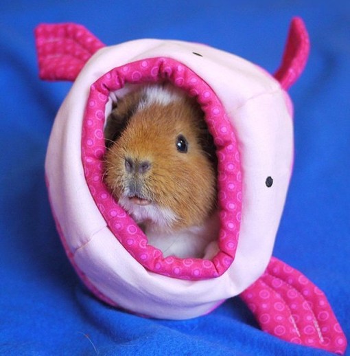 Blobfish Guinea pig House