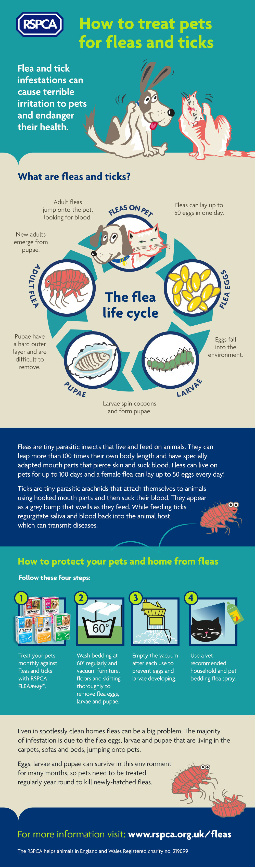 RSPCA Fleas Infographic