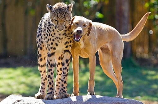 Top 10 Unusual Dog Friendships