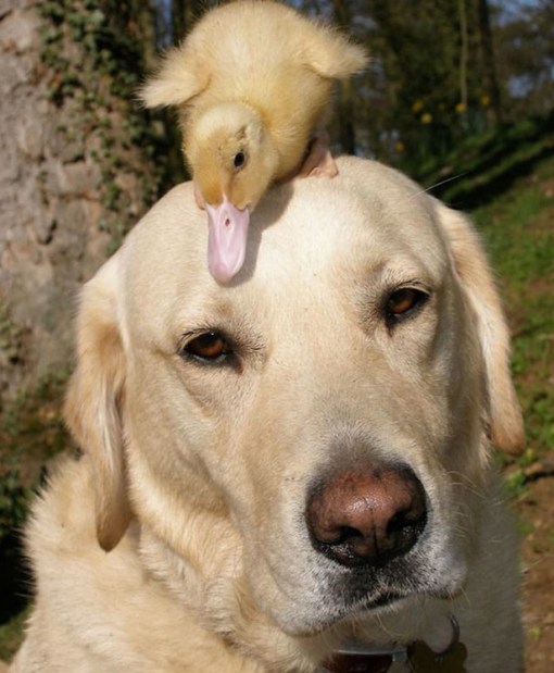 Top 10 Unusual Dog Friendships