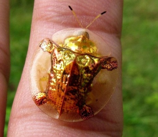 Golden Tortoise Beetle