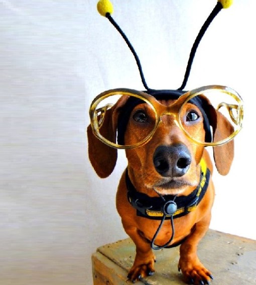 Top 10 Buzzing Animals Dressed as Bees