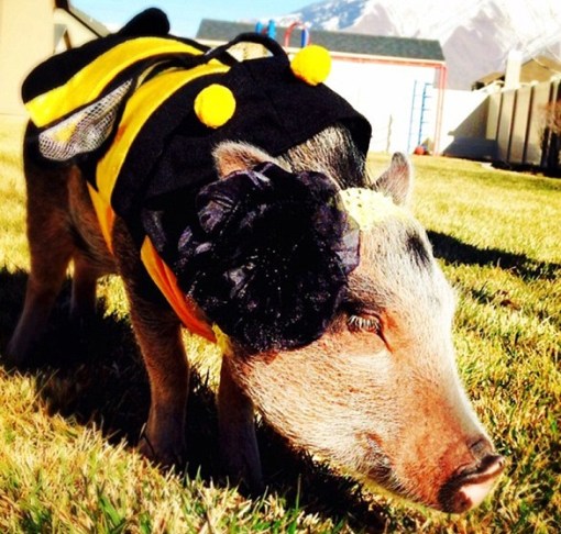 Top 10 Buzzing Animals Dressed as Bees