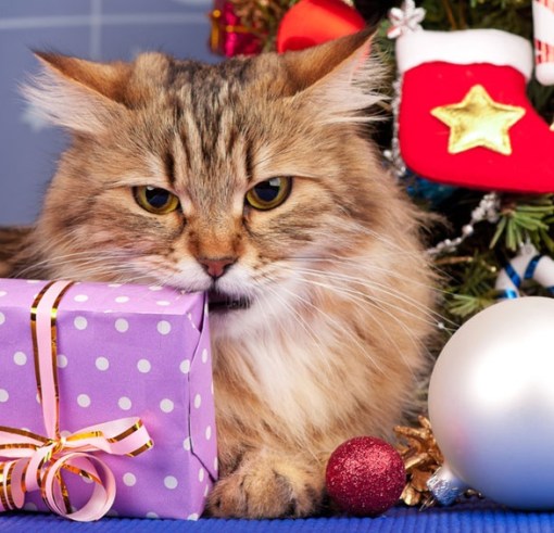 Cat chewing a Christmas present